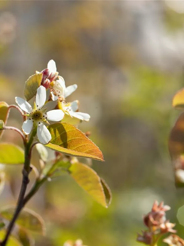 Gewöhnliche Felsenbirne