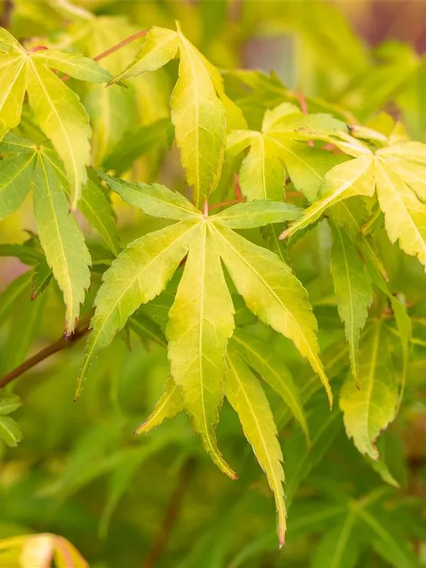 Fächerahorn 'Katsura'