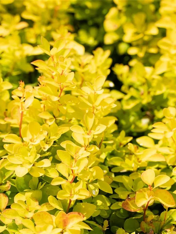 Berberitze 'Maria'(s)