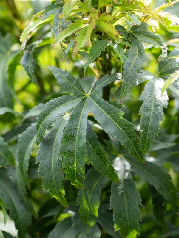 Fächerahorn 'Sharp´s Pygmy'