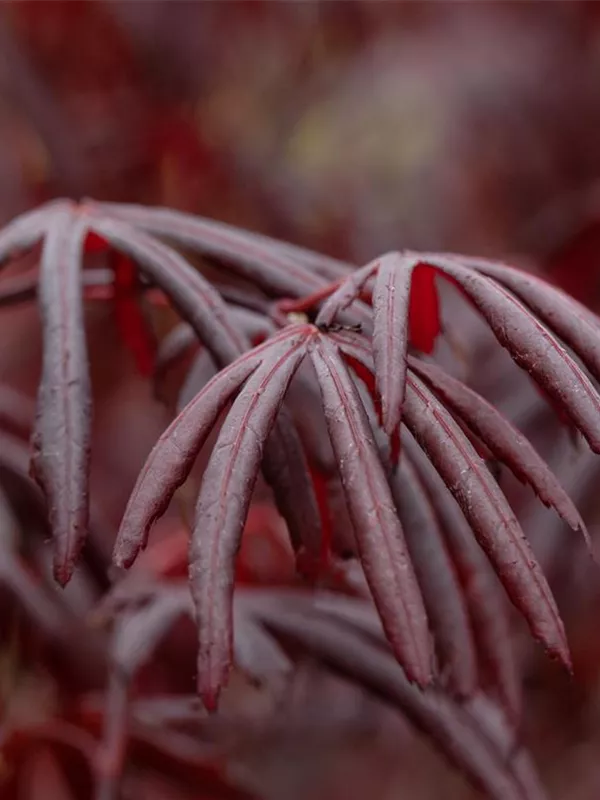 Fächerahorn 'Trompenburg'