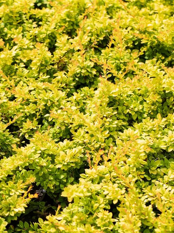 Berberitze 'Sunsation'®