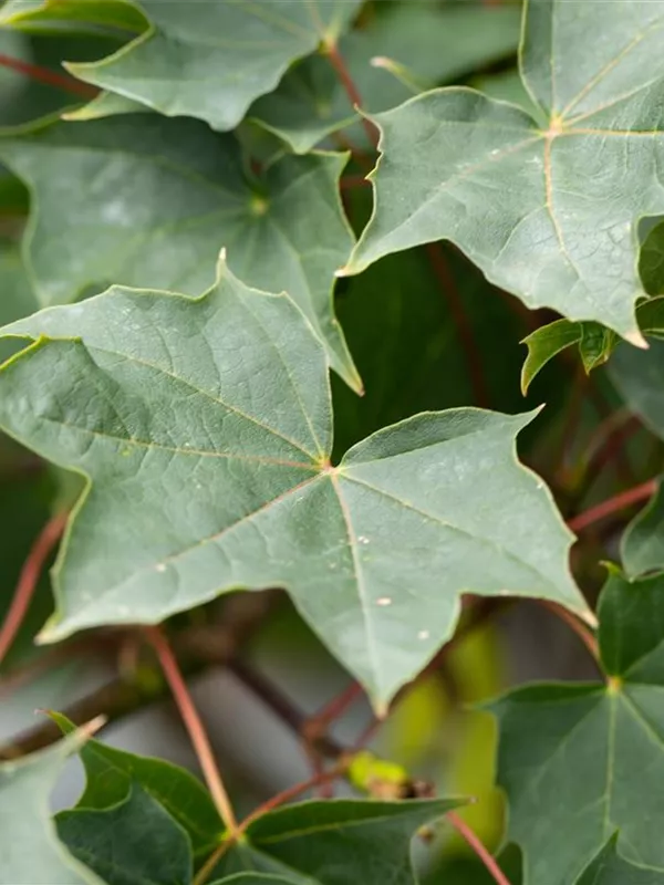 Spitzahorn 'Ample Surprise'