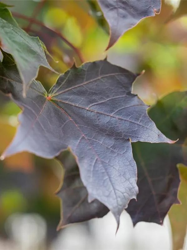 Spitzahorn 'Crimson Sentry'