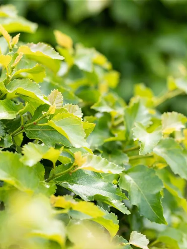 Birke 'Magical Globe'