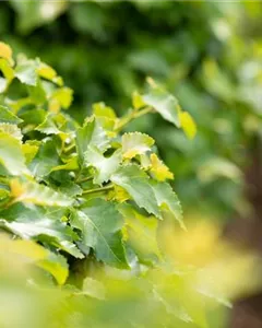 Birke 'Magical Globe'