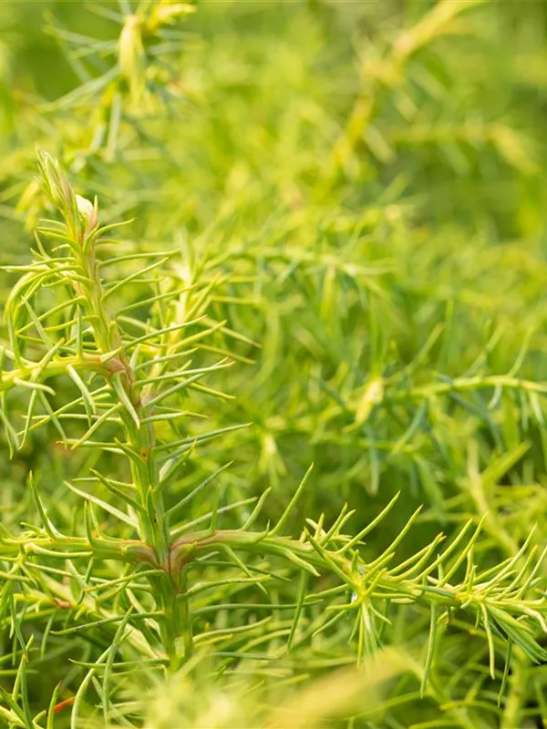 Hahnenkamm-Sicheltanne 'Elegans Viridis'