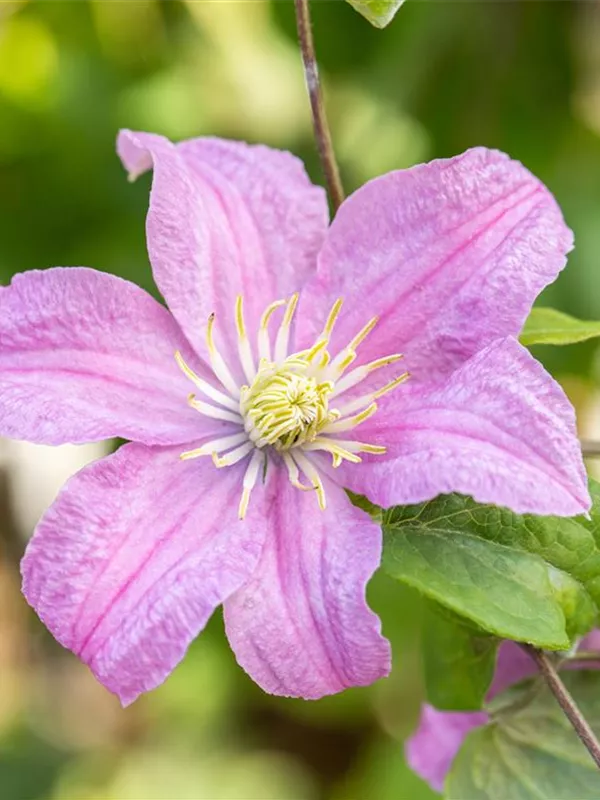 Waldrebe 'Comtesse de Bouchaud'