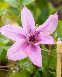 Waldrebe 'Comtesse de Bouchaud'