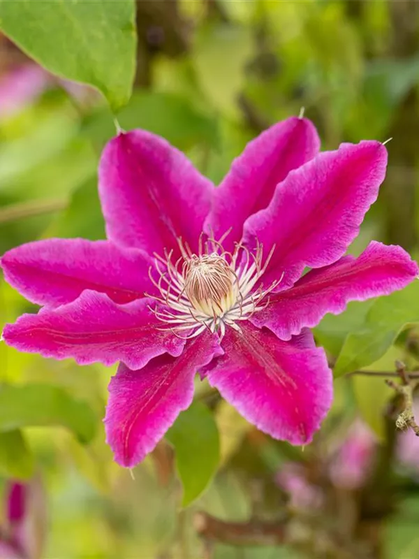 Waldrebe 'Dr. Ruppel'