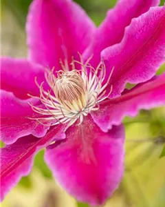 Waldrebe 'Dr. Ruppel'