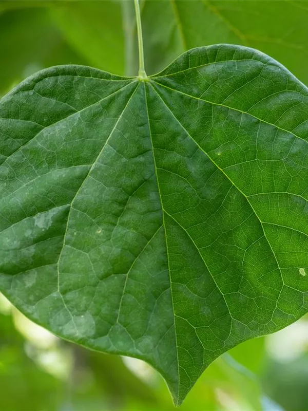 Kanadischer Judasbaum 'Vanilla Twist'