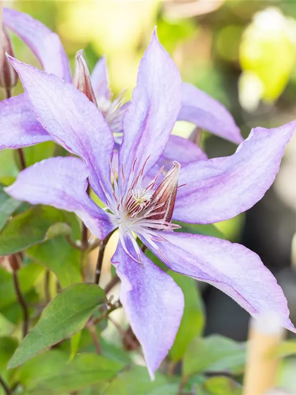 Waldrebe 'Jackmanii'