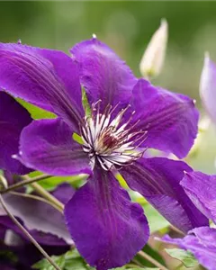 Waldrebe 'Jackmanii'