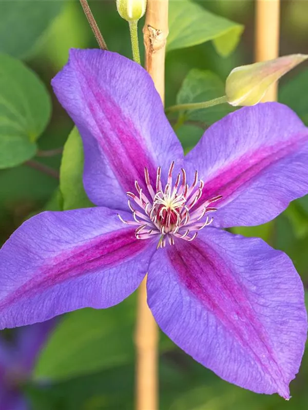 Waldrebe 'Mrs.N.Thompson' (Großblumige Hybride)