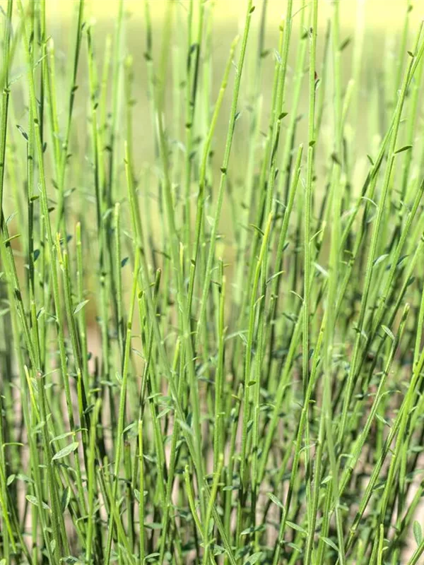 Elfenbeinginster 'Hollandia'