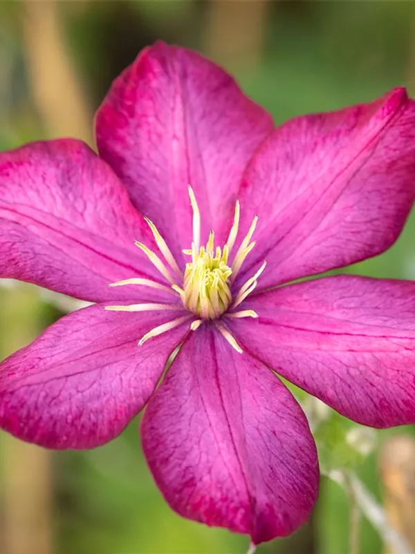 Waldrebe 'Rouge Cardinal'