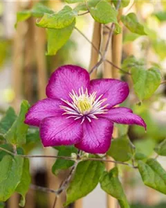 Waldrebe 'Ville de Lyon'