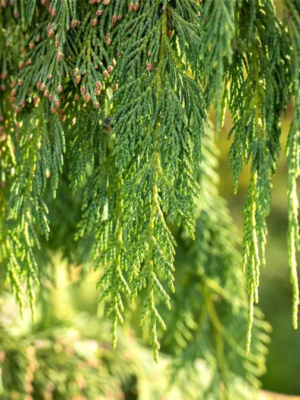 Nutka-Goldzypresse 'Pendula'