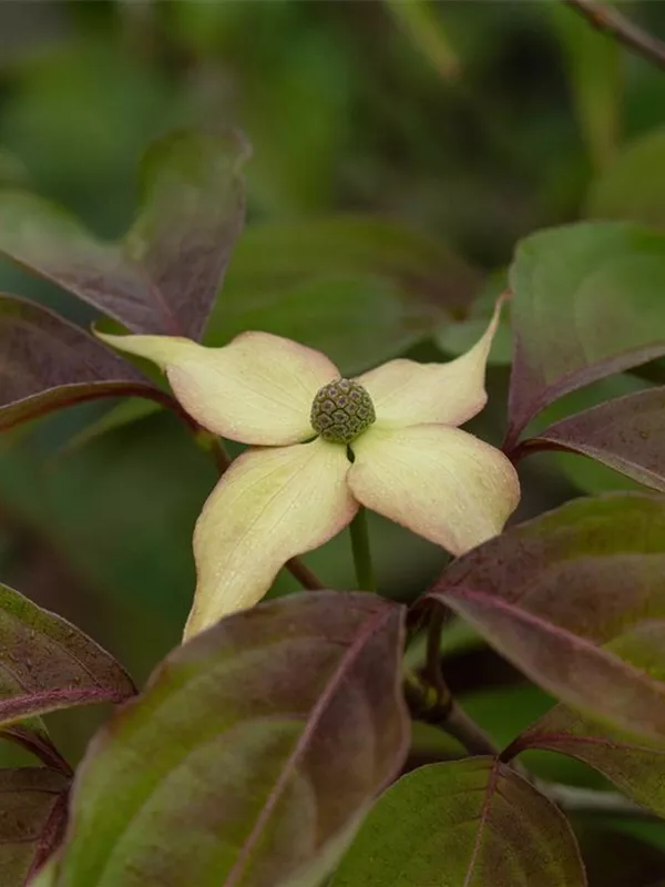 Japanischer Blumen-Hartriegel 'Cappuccino'®