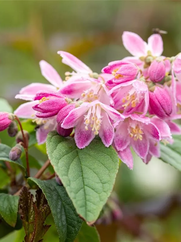 Sternchenstrauch 'Tourbillon Rouge'