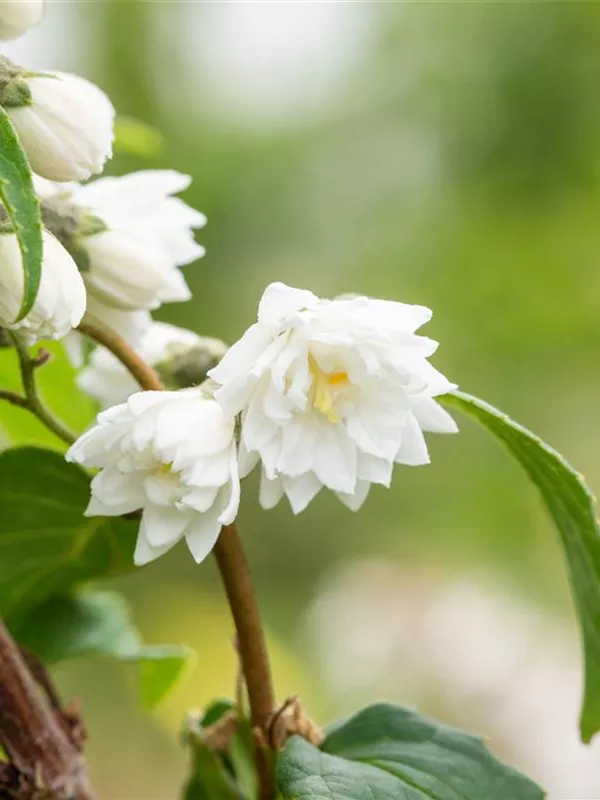 Gefüllter Sternchenstrauch