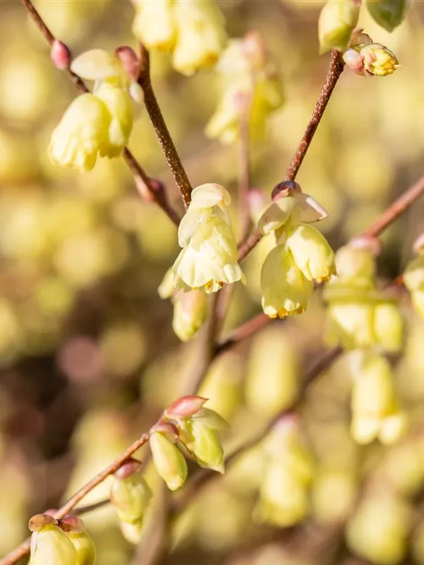 Niedrige Scheinhasel