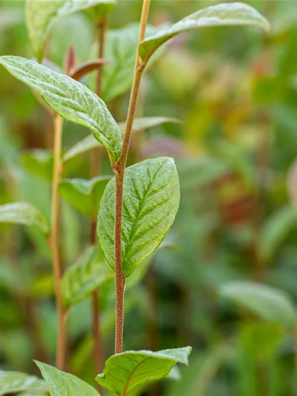 Großblättrige Strauchmispel 