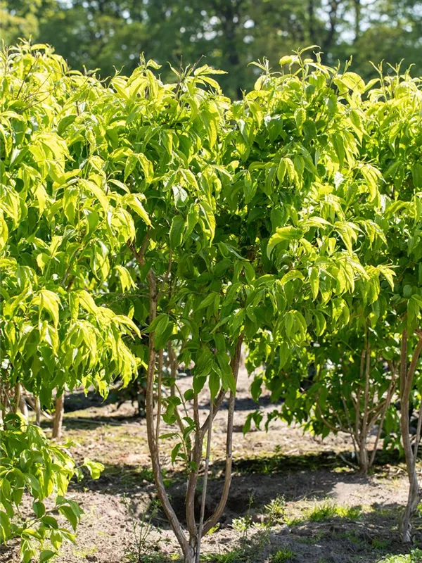 Sieben-Söhne-des-Himmels-Strauch