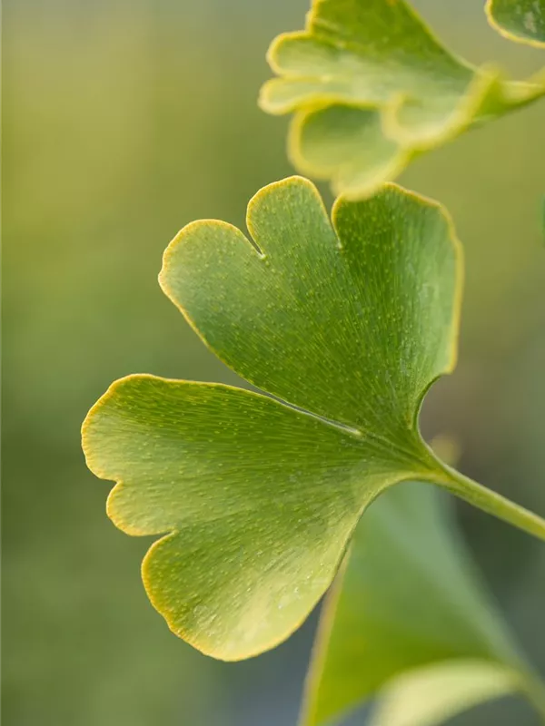Fächerblattbaum 'Simon'