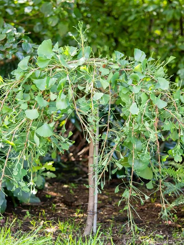 Fächerblattbaum 'Tubifolia'