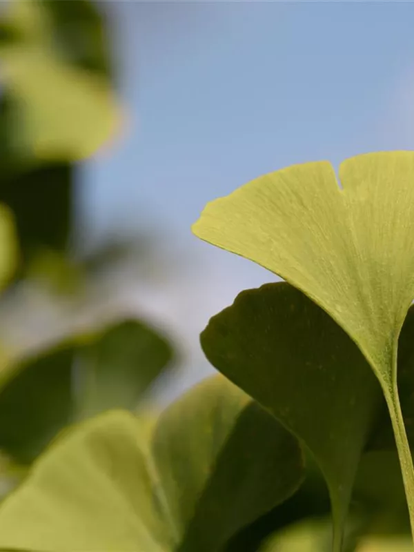 Fächerblattbaum 'Globus'