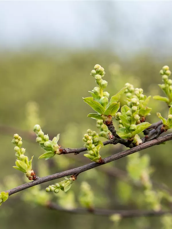 Kleine Prunkspiere 'The Bridge'