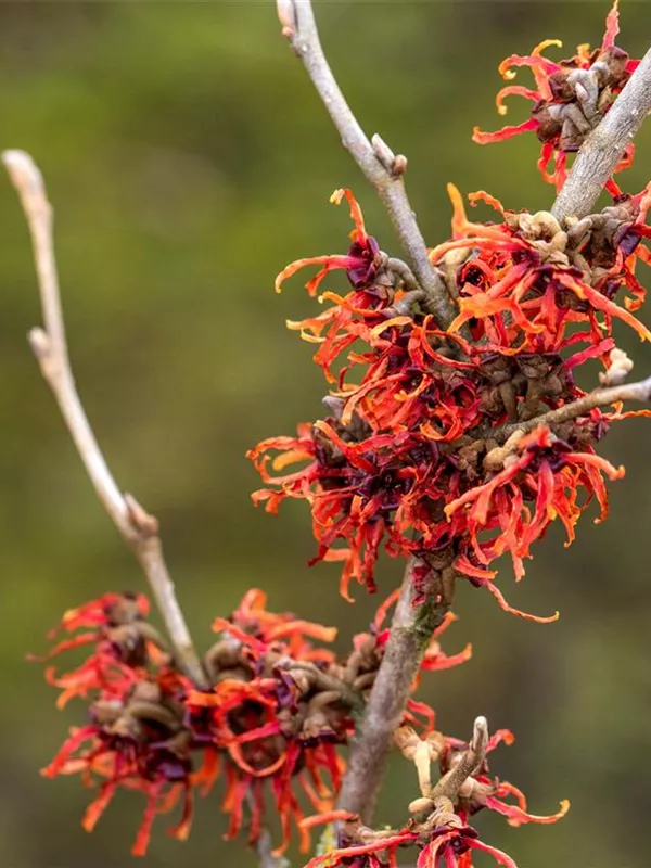 Zaubernuss 'Old Copper'