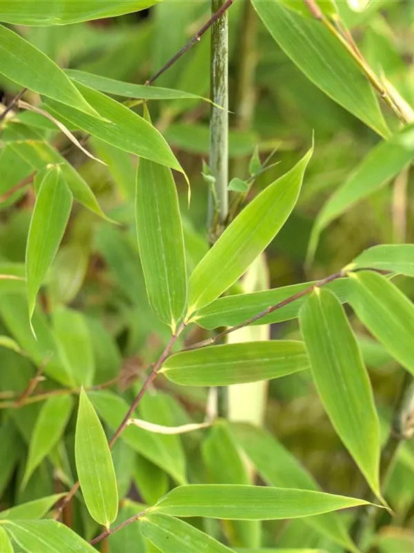 Säulenbambus 'Maasai'®