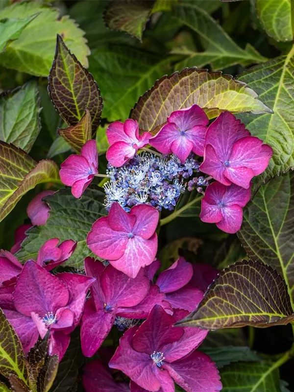 Gartenhortensie 'Black Diamonds'®