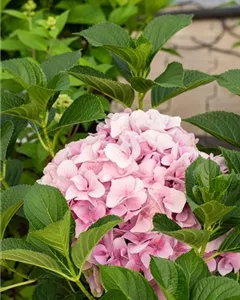 Bauernhortensie 'Belle Seduction'