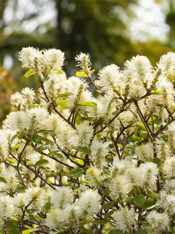 Großer Federbuschstrauch