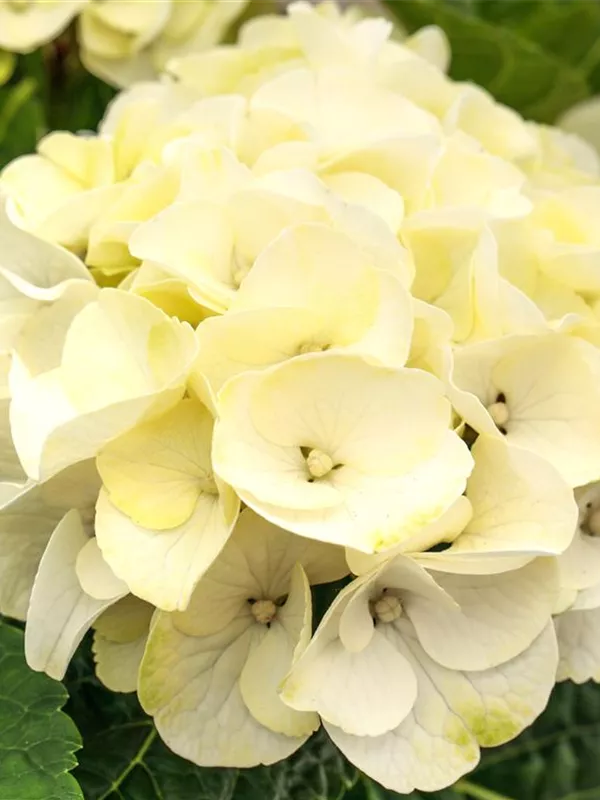 Bauernhortensie 'Caipirinha'