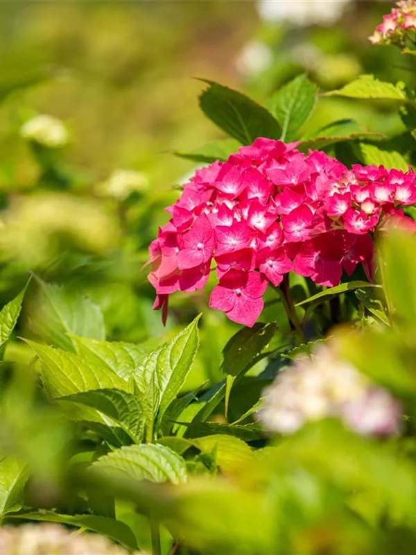 Bauernhortensie 'Freudenstein'