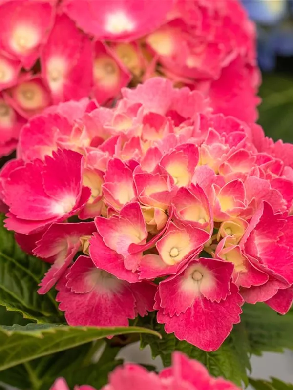 Bauernhortensie 'Schöne Bautznerin'