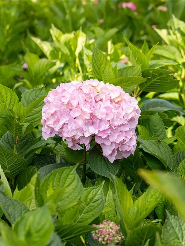 Bauernhortensie 'Bouquet Rose'