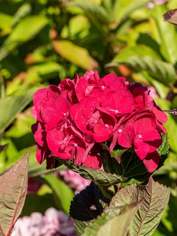 Bauernhortensie 'Merveille Sanguine'