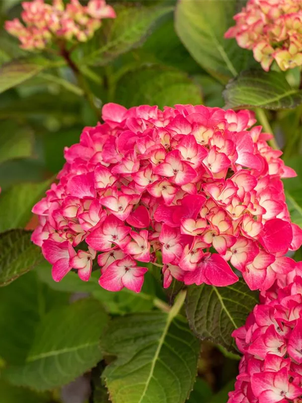 Ballhortensie 'Red Angel'®