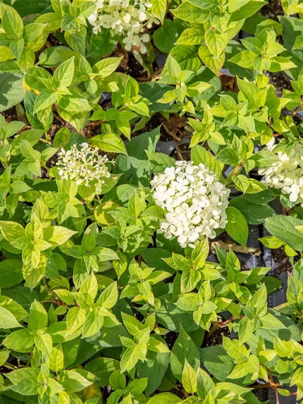 Rispenhortensie 'Bombshell'