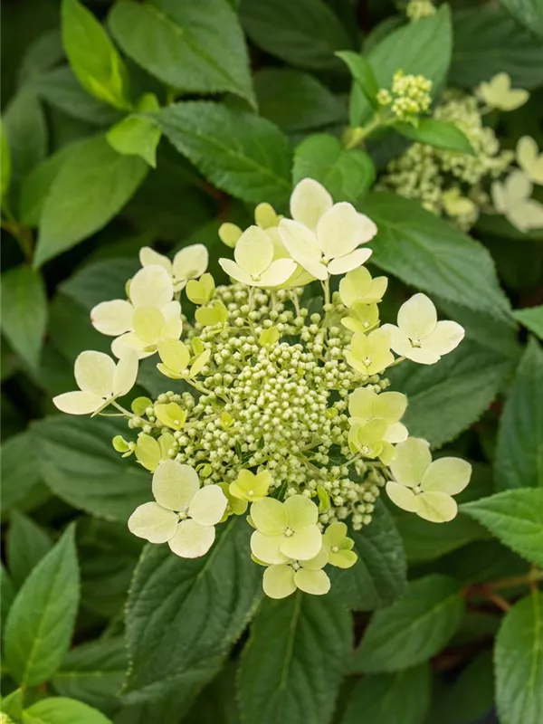 Rispenhortensie 'Confetti'