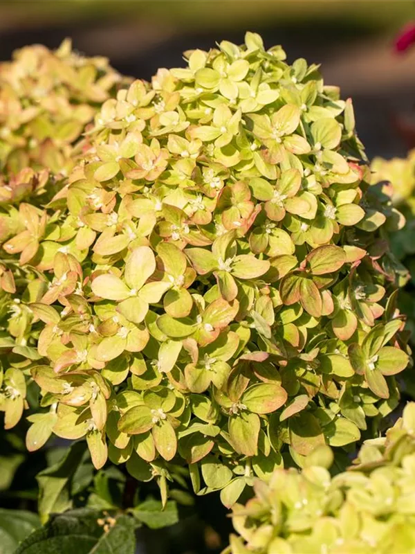 Rispenhortensie 'Little Lime'