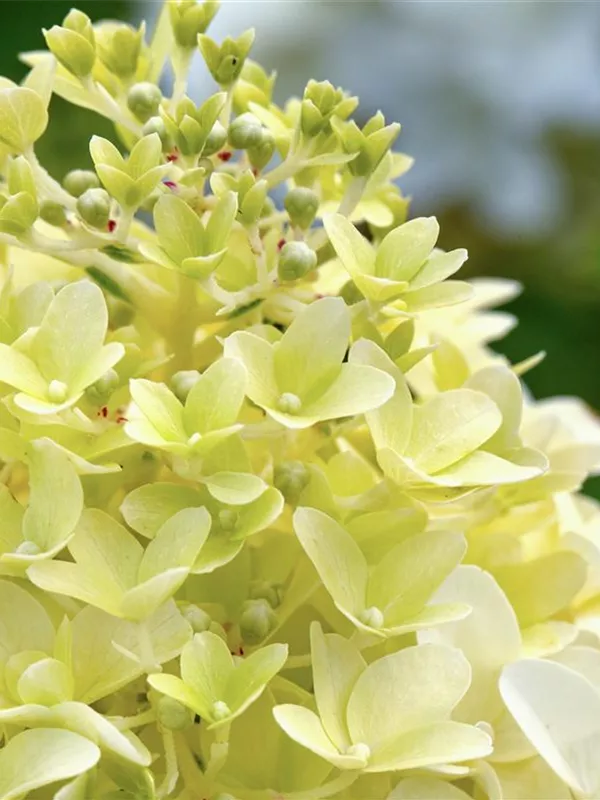 Rispenhortensie 'Skyfall'