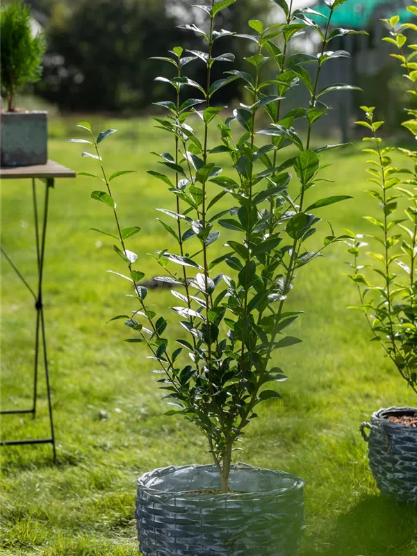 Ovalblättriger Liguster