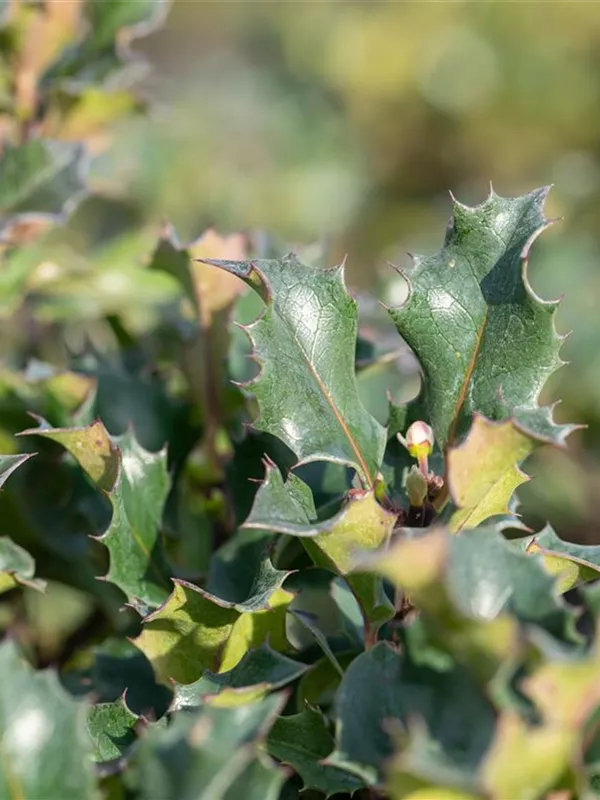 Stechpalme 'Blue Angel'®